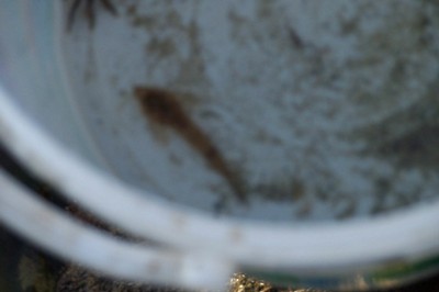 100_2531.JPG