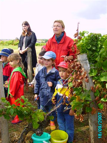 Vendanges des Ms et Gs le 18 Septembre