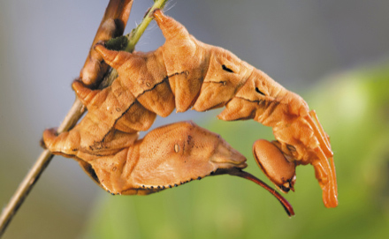 biodiversité