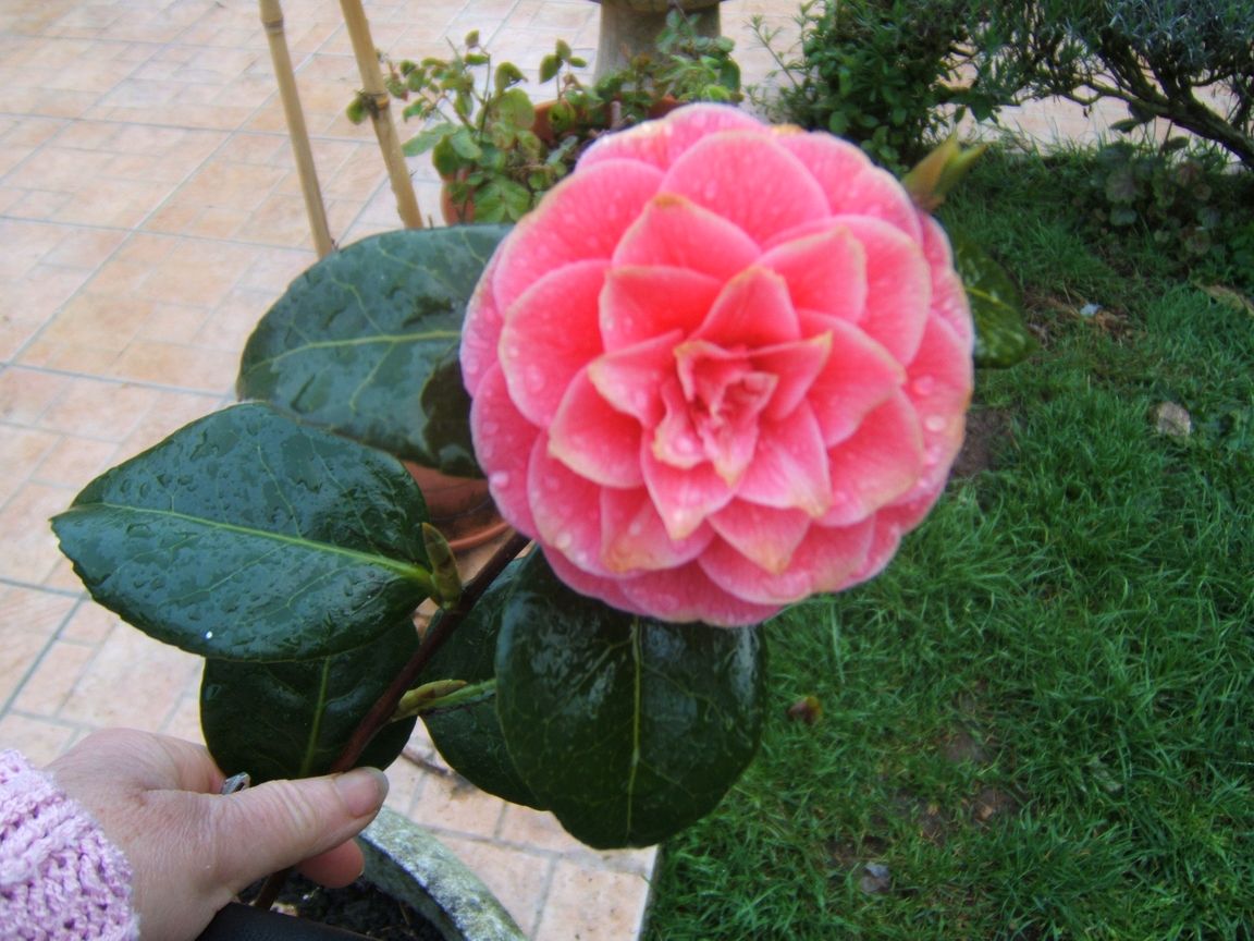 28 avril 2008 - Jazeneuil 164.jpg