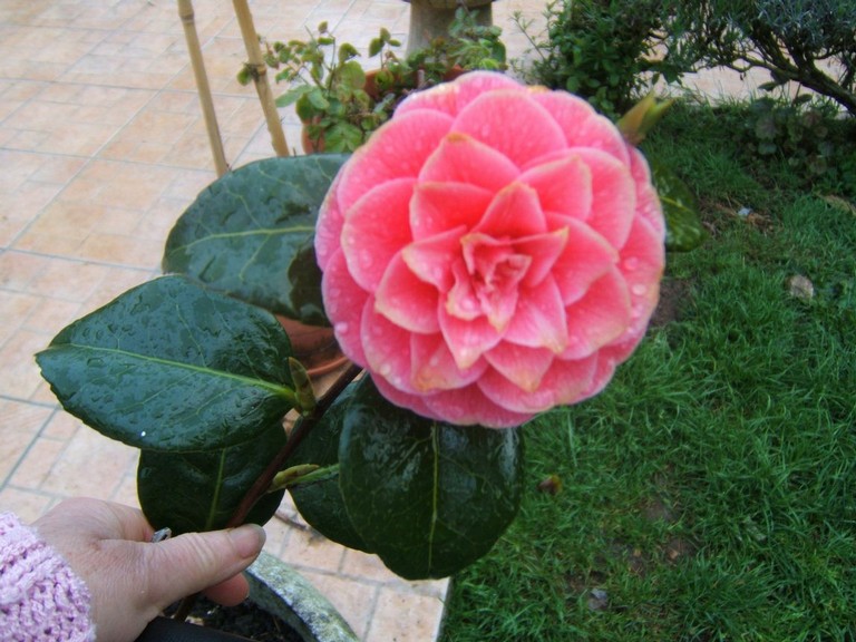 28 avril 2008 - Jazeneuil 164.jpg