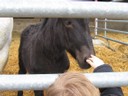 5 mai PS MS Sortie a la Ferme (12).JPG