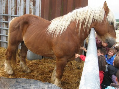 5 mai PS MS Sortie a la Ferme (17).JPG