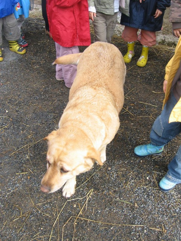 5 mai PS MS Sortie a la Ferme (3).JPG