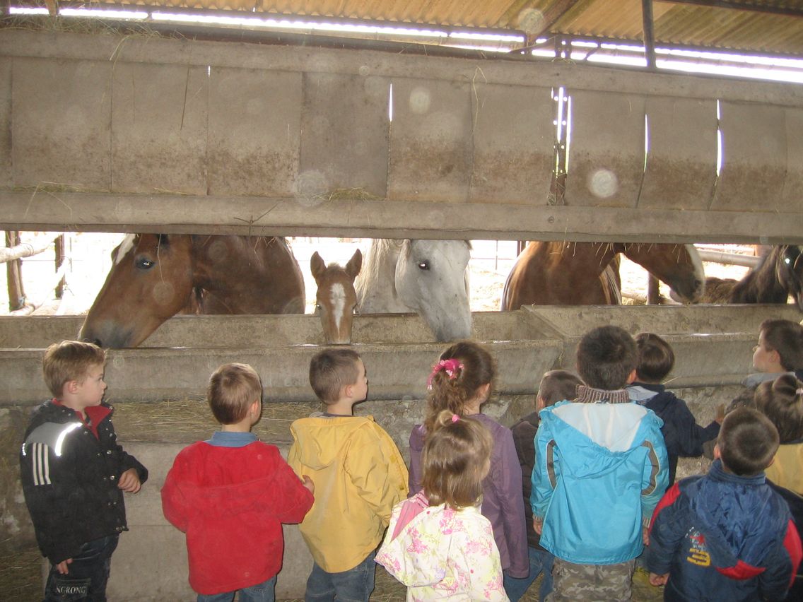 5 mai PS MS Sortie a la Ferme (30).JPG