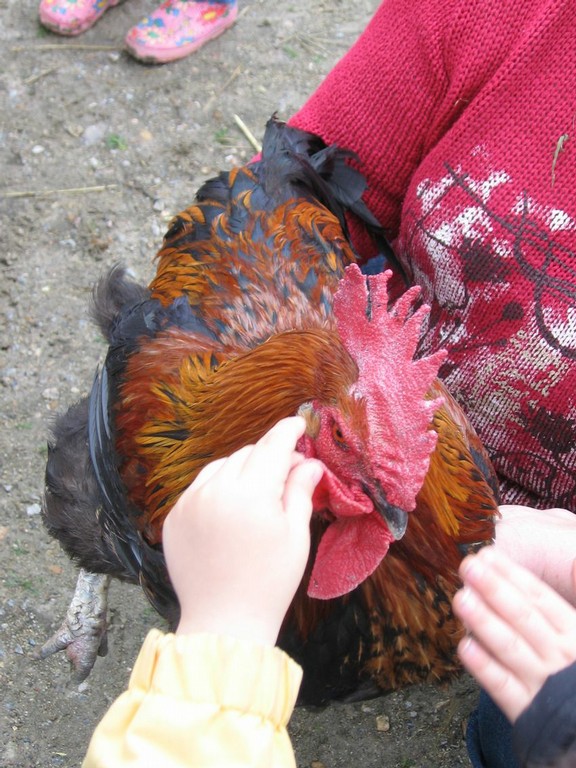 5 mai PS MS Sortie a la Ferme (45).JPG