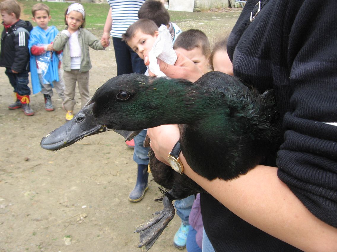 5 mai PS MS Sortie a la Ferme (65).JPG