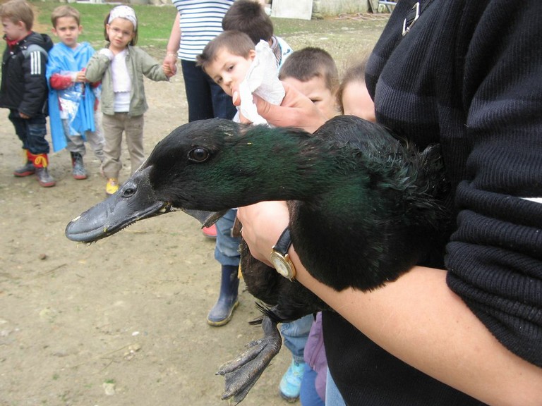 5 mai PS MS Sortie a la Ferme (65).JPG