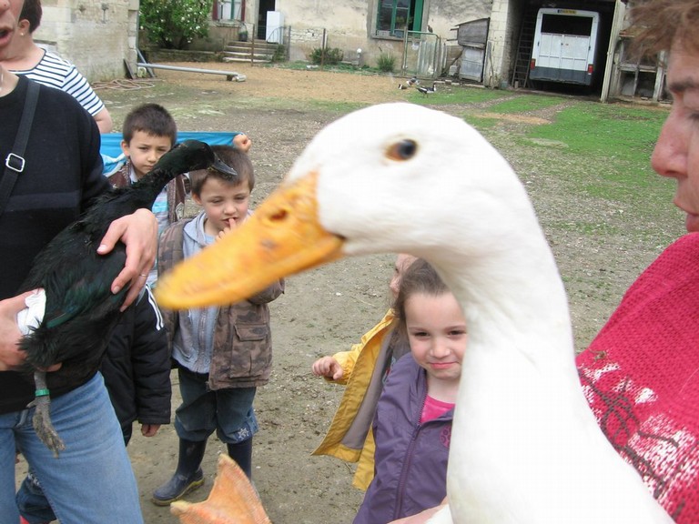 5 mai PS MS Sortie a la Ferme (66).JPG