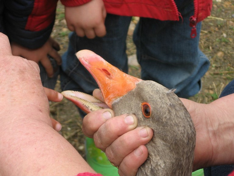 5 mai PS MS Sortie a la Ferme (70).JPG