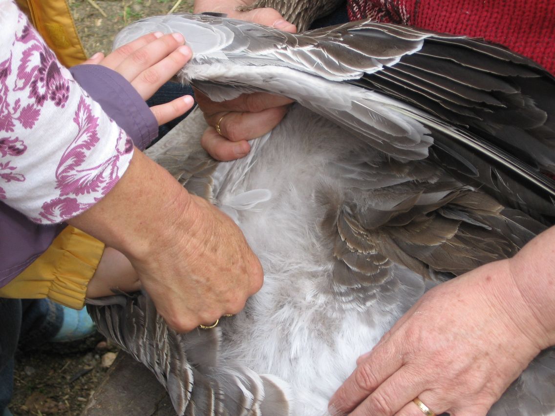 5 mai PS MS Sortie a la Ferme (71).JPG