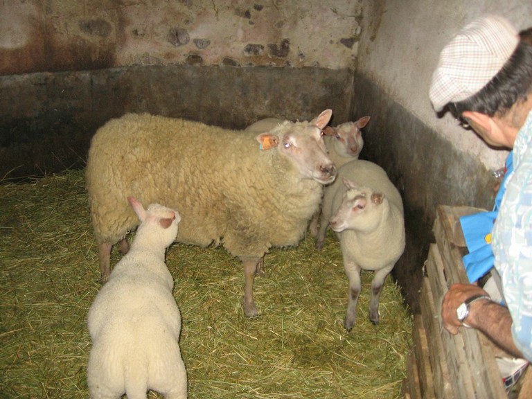 5 mai PS MS Sortie a la Ferme (75).JPG