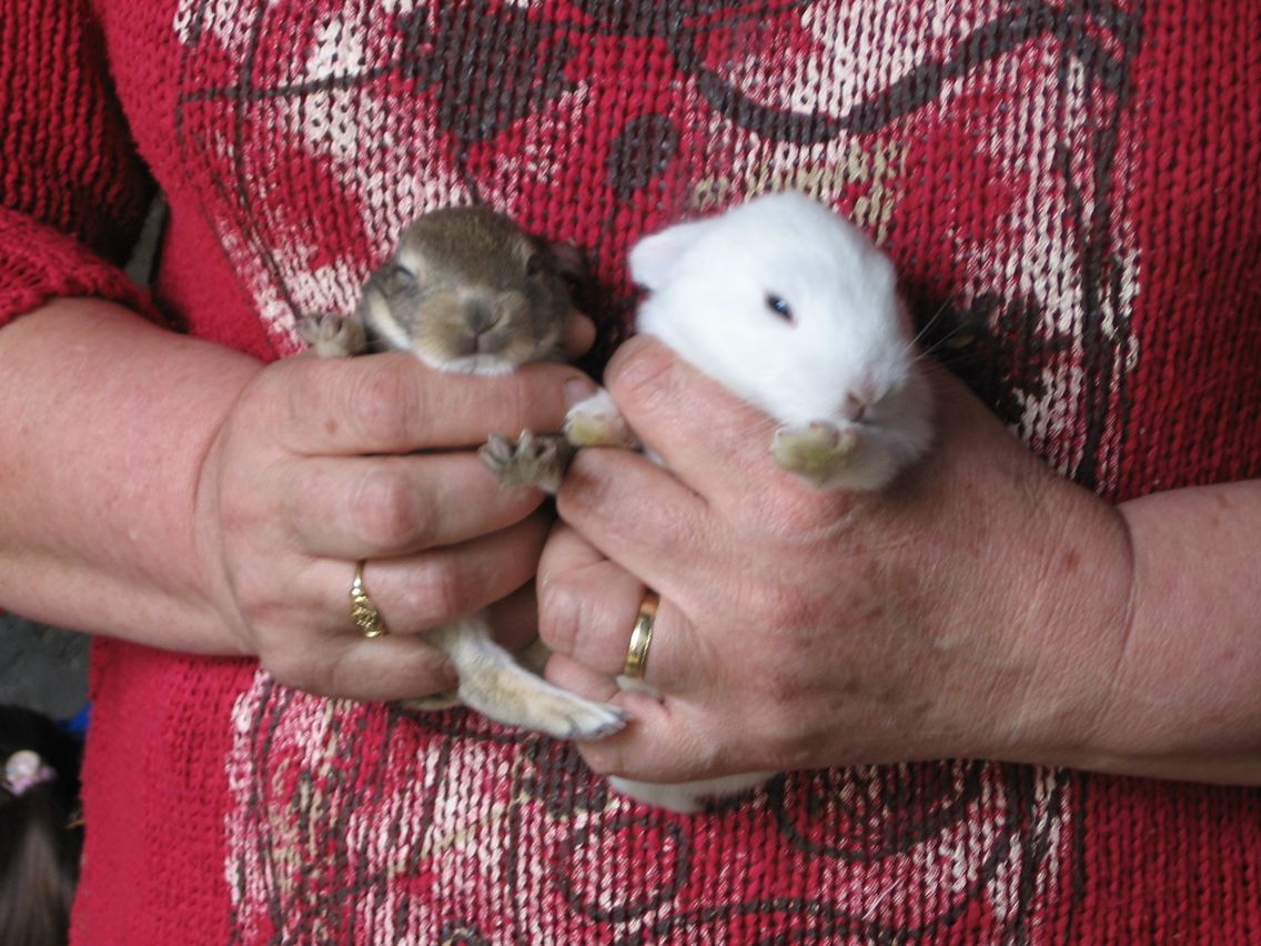 5 mai PS MS Sortie a la Ferme (84).JPG