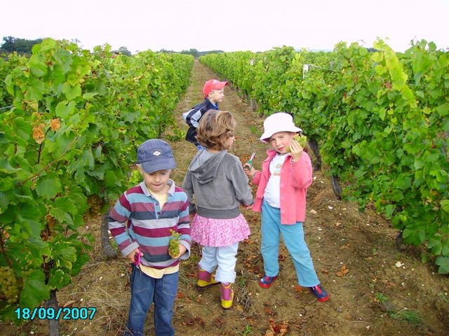 vendanges 037.jpg