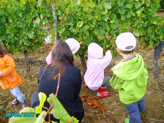 vendanges 038.jpg