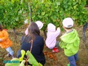 vendanges 038.jpg