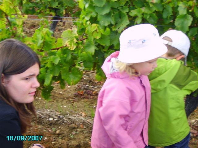 vendanges 041.jpg