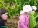 vendanges 041.jpg