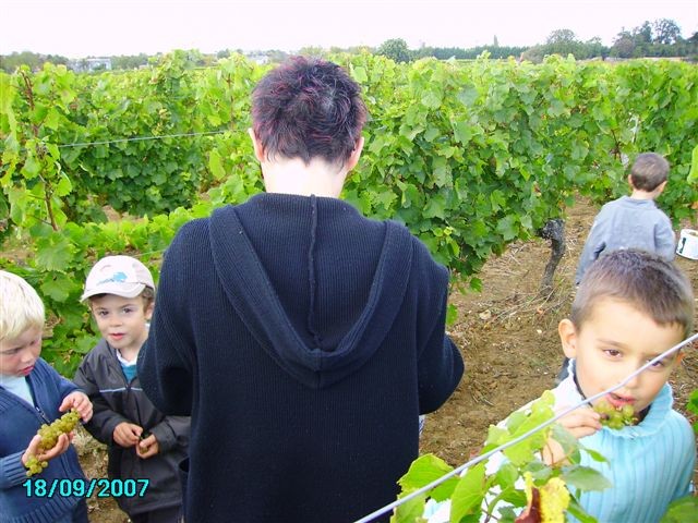 vendanges 042.jpg