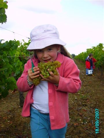 vendanges 045.jpg