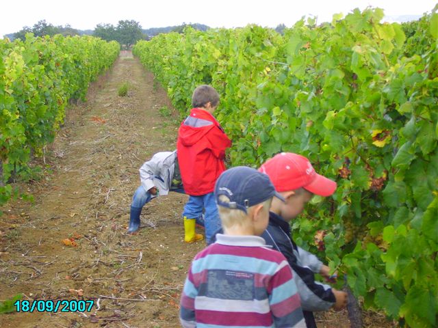 vendanges 046.jpg