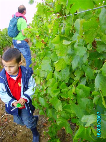 vendanges 047.jpg