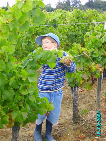 vendanges 048.jpg