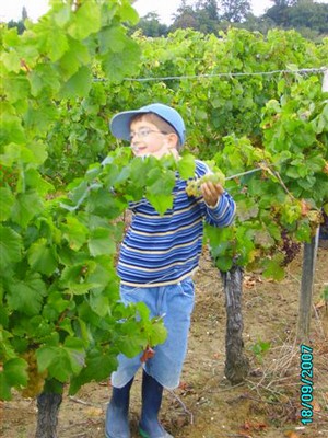 vendanges 048.jpg