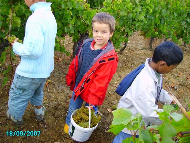vendanges 049.jpg