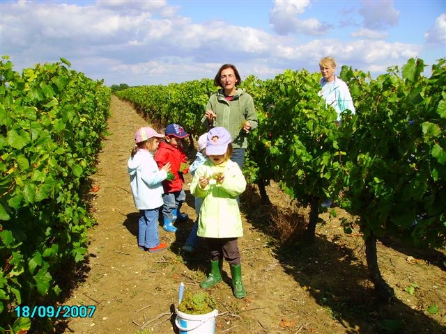 vendanges 054.jpg