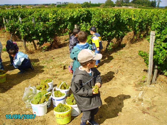 vendanges 058.jpg