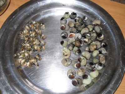 classe de mer a Bretignolles 029.jpg