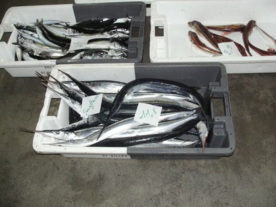 KIF_2446.JPG