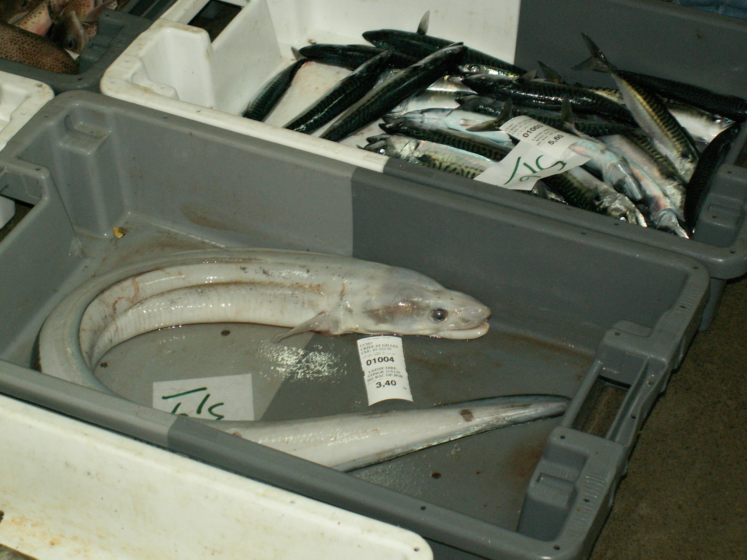 PICT0039.JPG