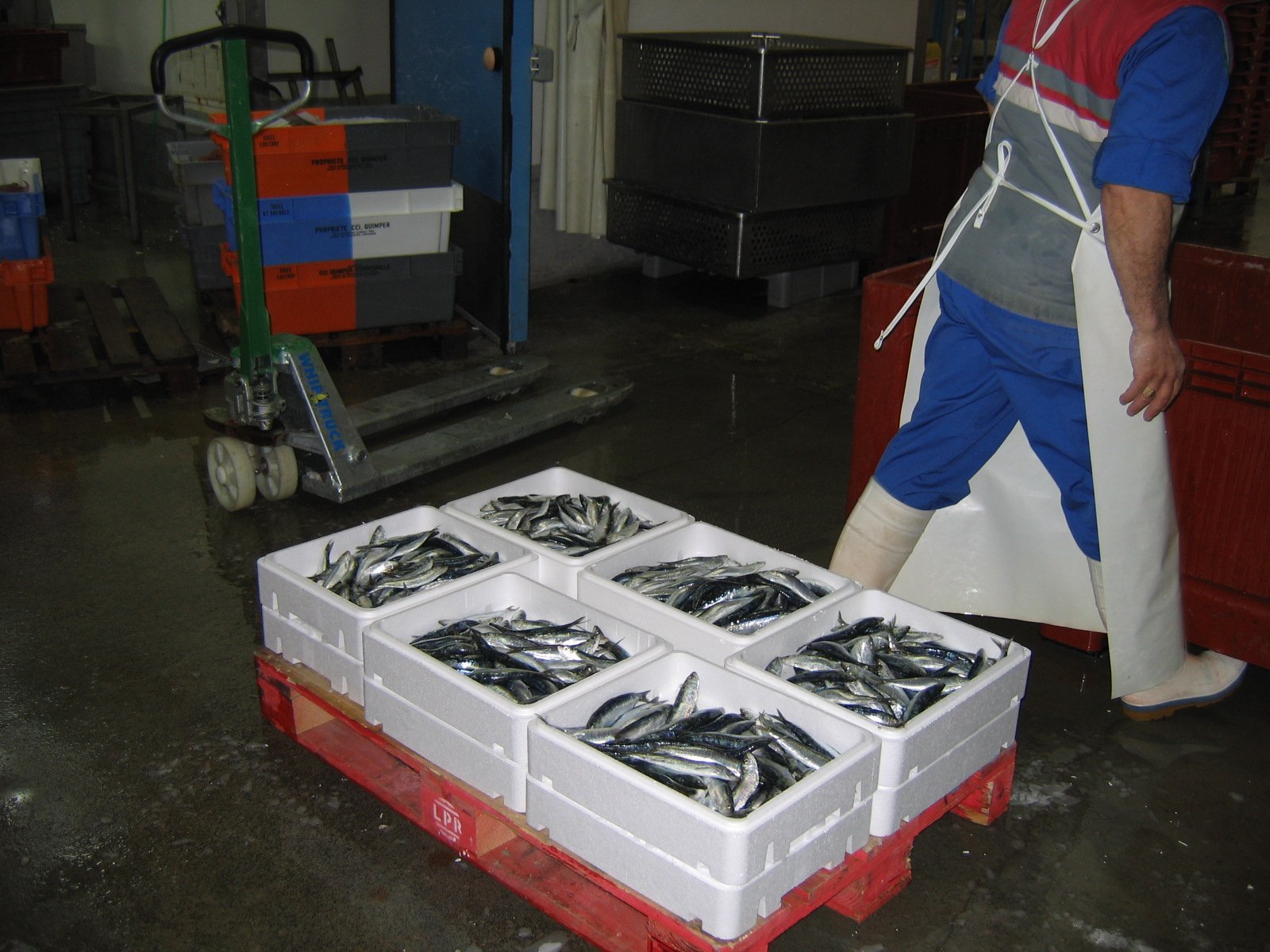 classe de mer a Bretignolles 008.jpg