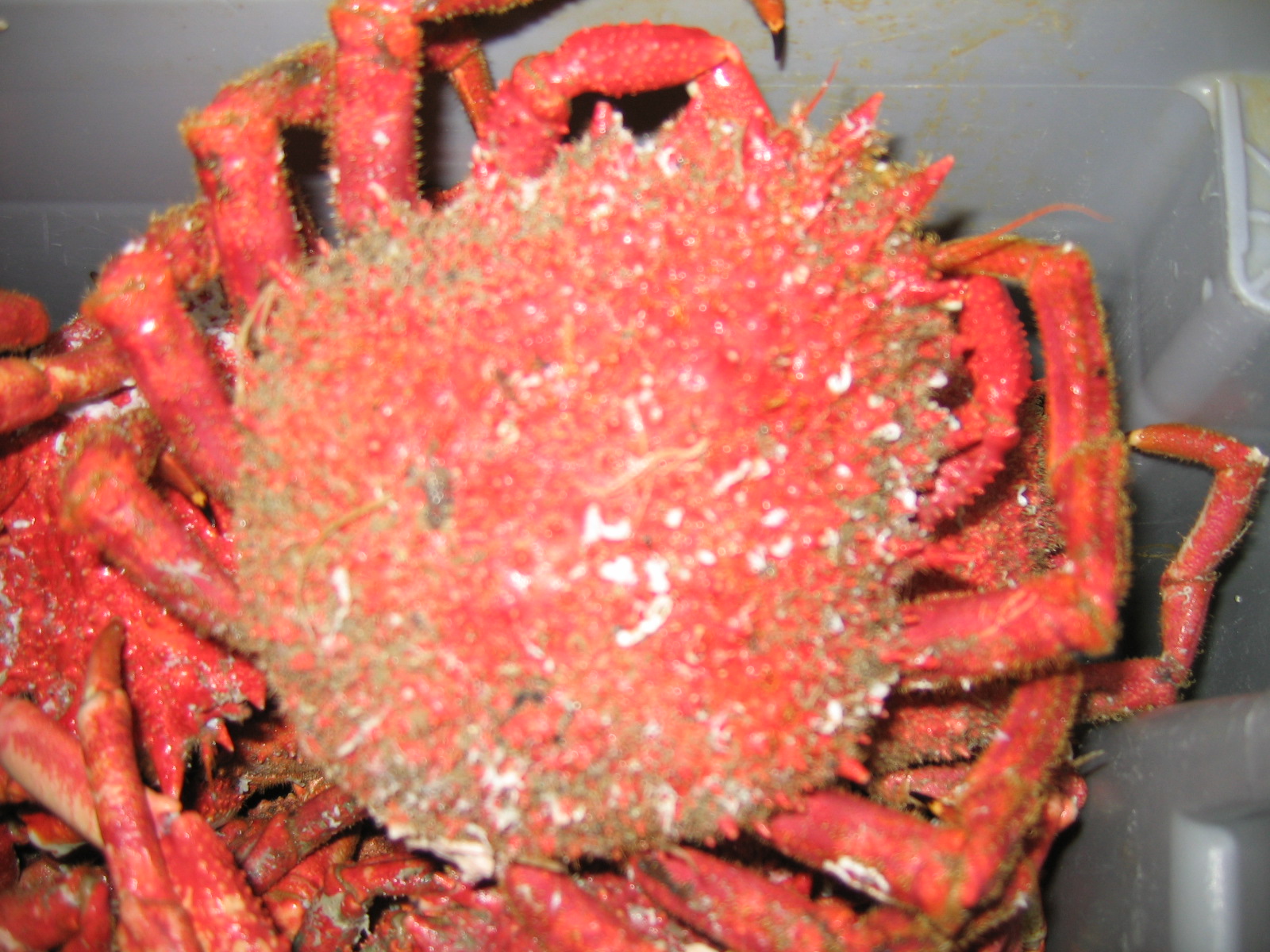 classe de mer a Bretignolles 010.jpg