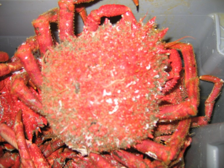 classe de mer a Bretignolles 010.jpg