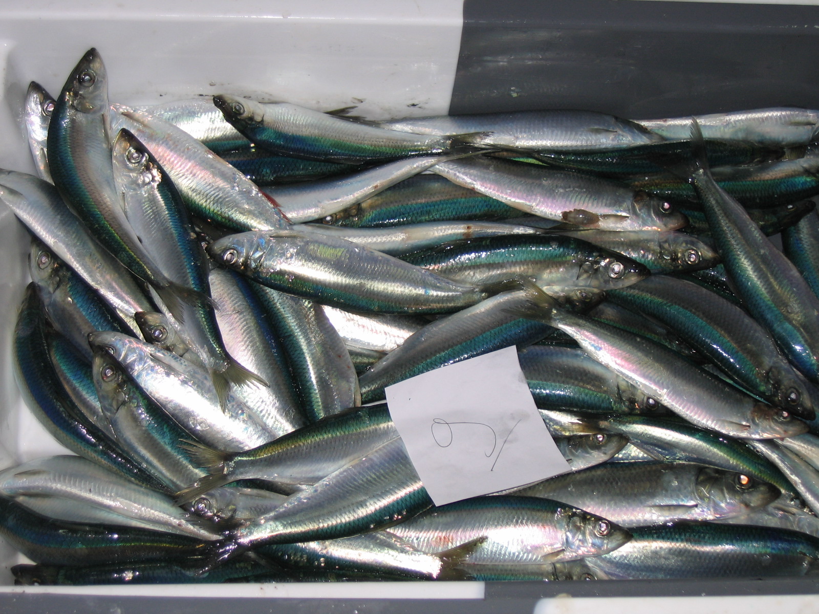 classe de mer a Bretignolles 012.jpg