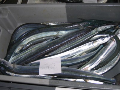 classe de mer a Bretignolles 013.jpg