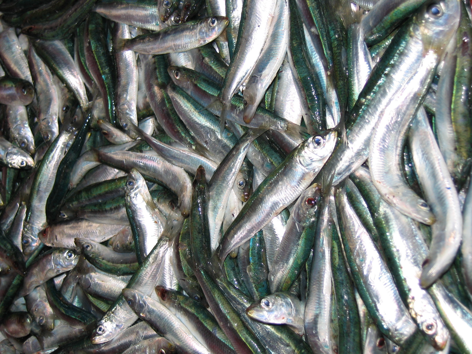 classe de mer a Bretignolles 015.jpg