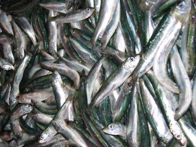 classe de mer a Bretignolles 015.jpg