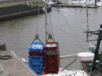 classe de mer a Bretignolles 019.jpg