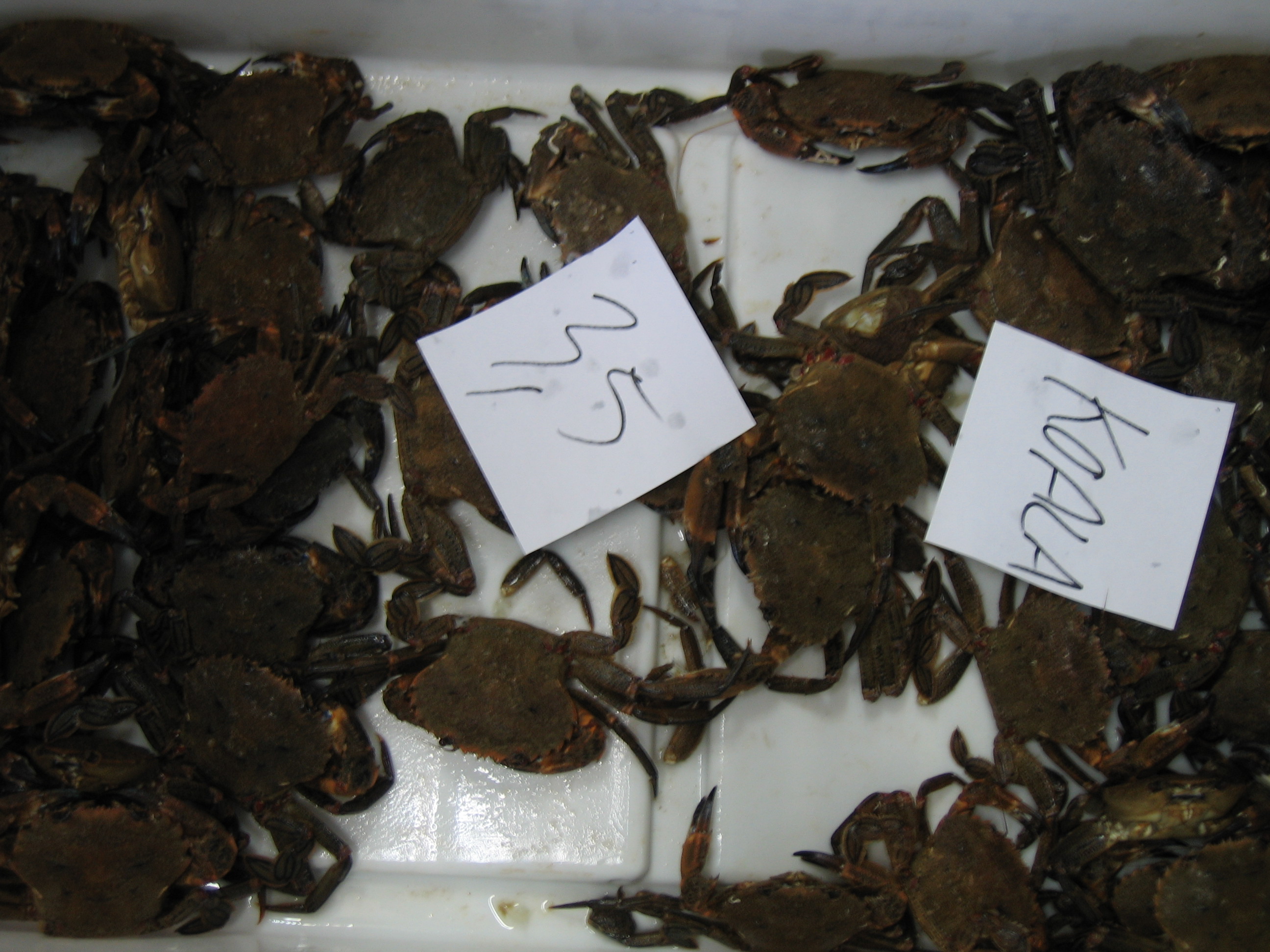 classe de mer a Bretignolles 023.jpg