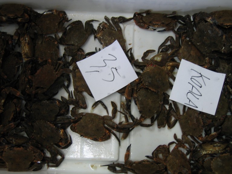 classe de mer a Bretignolles 023.jpg