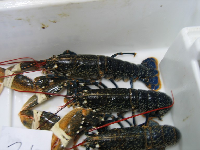 classe de mer a Bretignolles 024.jpg