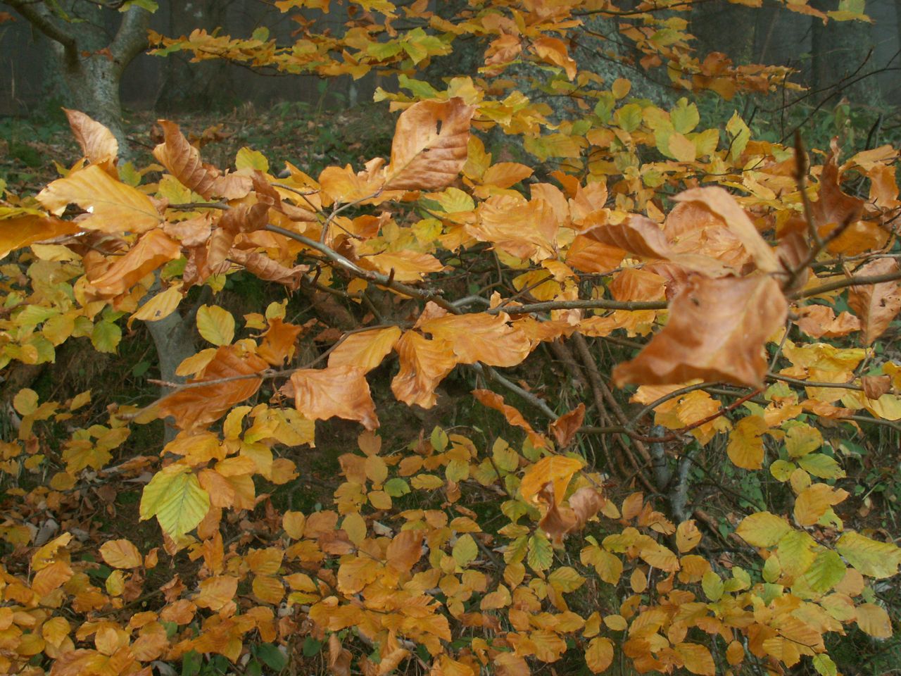 PICT0027.JPG