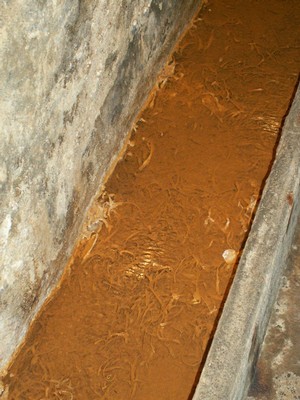 PICT0078.JPG
