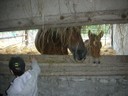 Ferme de Pierrette et Bernard (38).JPG