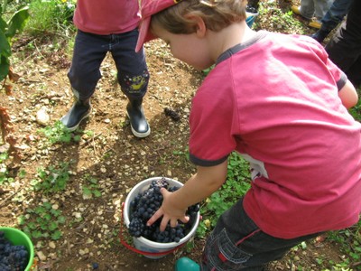 De la vigne au jus de raisin (10).JPG