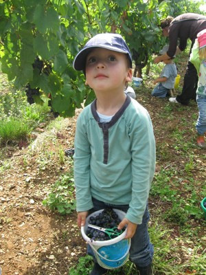 De la vigne au jus de raisin (11).JPG